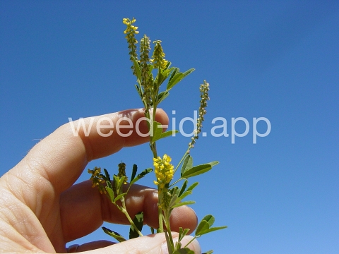 sweetclover, Indian